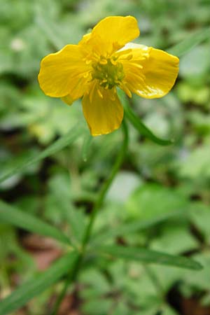 Ranunculus excisus \ Ausgeschnittener Gold-Hahnenfu, D Klotten 12.4.2014