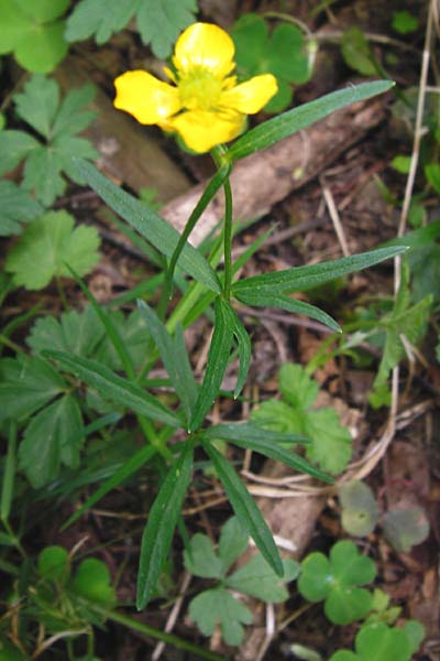 Ranunculus excisus \ Ausgeschnittener Gold-Hahnenfu, D Klotten 12.4.2014