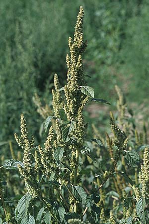 Amaranthus retroflexus \ Rauhaariger Amaranth, D Reilingen 15.9.2007