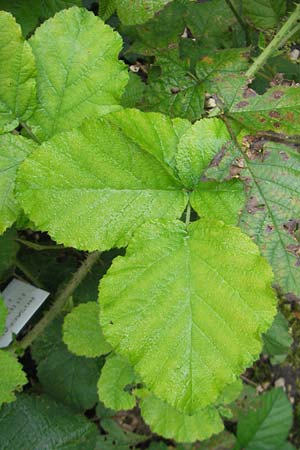 Rubus fuernrohrii \ Frnrohrs Haselblatt-Brombeere / Fuernrohr's Bramble, D Botan. Gar.  Universit.  Regensburg 5.8.2011