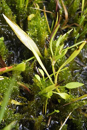 Ranunculus flammula \ Brennender Hahnenfu / Lesser Spearwort, D Kehl 28.7.2012