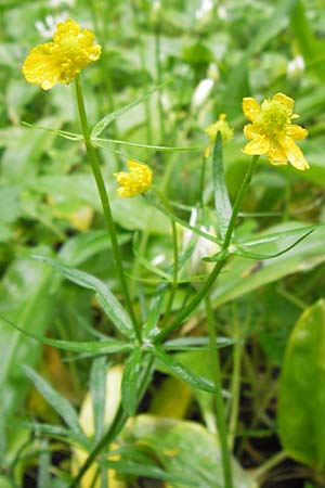 Ranunculus franconicus \ Frnkischer Gold-Hahnenfu / Franconian Goldilocks, D Röthlein 5.5.2013