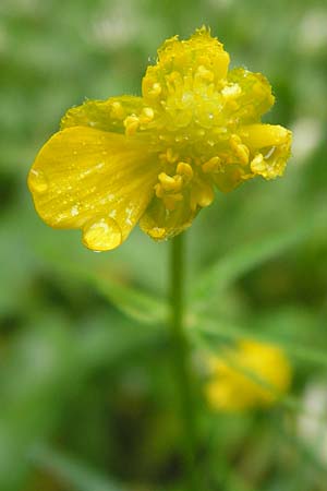 Ranunculus franconicus \ Frnkischer Gold-Hahnenfu, D Röthlein 5.5.2013