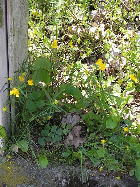 Ranunculus franconicus \ Frnkischer Gold-Hahnenfu, D Schonungen-Hausen 5.5.2013