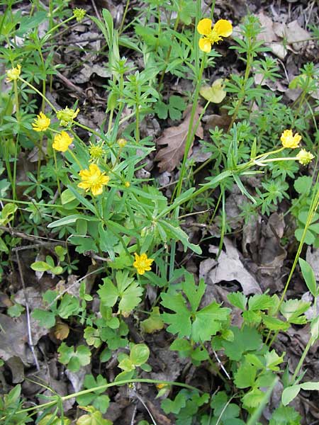 Ranunculus franconicus \ Frnkischer Gold-Hahnenfu, D Schonungen-Hausen 5.5.2013