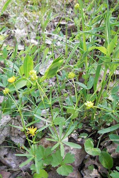 Ranunculus franconicus \ Frnkischer Gold-Hahnenfu, D Schonungen-Hausen 5.5.2013