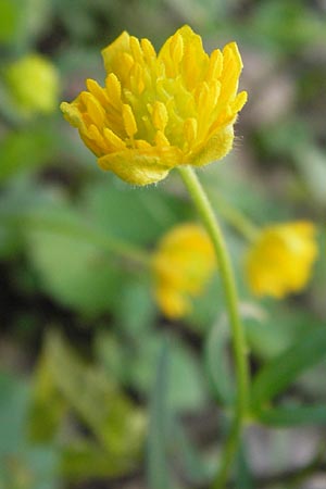 Ranunculus opimus \ Stattlicher Gold-Hahnenfu, Feister Gold-Hahnenfu / Portly Goldilocks, D Thüringen, Weimar 5.5.2013