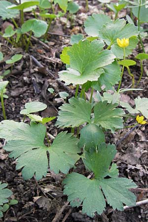 Ranunculus opimus \ Stattlicher Gold-Hahnenfu, Feister Gold-Hahnenfu, D Thüringen, Weimar 5.5.2013