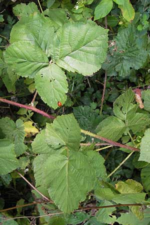 Rubus franconicus \ Frnkische Haselblatt-Brombeere, D Odenwald, Nieder-Liebersbach 28.8.2013