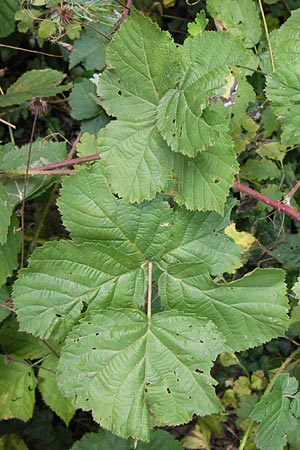 Rubus franconicus \ Frnkische Haselblatt-Brombeere / Franconian Bramble, D Odenwald, Nieder-Liebersbach 28.8.2013
