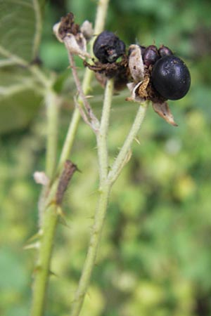 Rubus franconicus \ Frnkische Haselblatt-Brombeere / Franconian Bramble, D Odenwald, Nieder-Liebersbach 28.8.2013