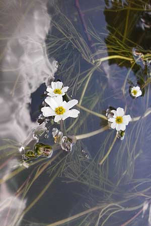 Ranunculus fluitans \ Flutender Hahnenfu / River Water Crowfoot, D Kinding 16.6.2014