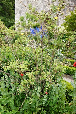 Rosa foetida \ Gelbe Rose, D Eichstätt 17.6.2014