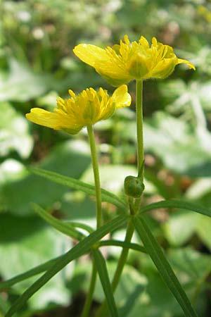 Ranunculus gratiosus \ Geflliger Gold-Hahnenfu, D Hambrücken 9.4.2011