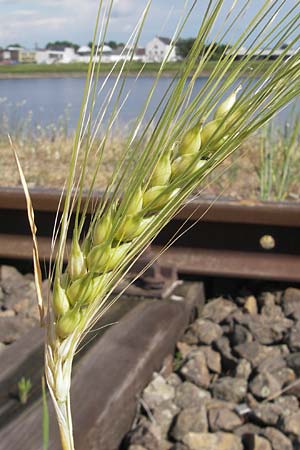 Hordeum vulgare \ Brau-Gerste, Mehrzeilige Gerste, D Mannheim 15.5.2011