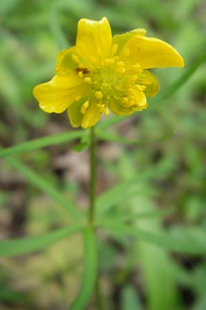 Ranunculus gratiosus \ Geflliger Gold-Hahnenfu, D Ketsch 25.4.2012