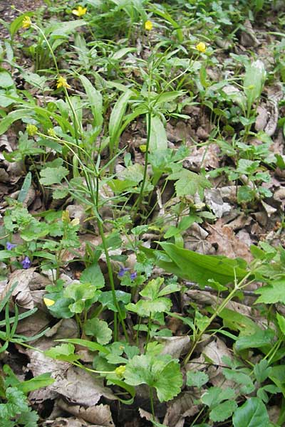 Ranunculus gratiosus \ Geflliger Gold-Hahnenfu, D Ketsch 25.4.2012