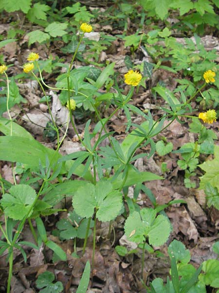 Ranunculus gratiosus \ Geflliger Gold-Hahnenfu, D Ketsch 25.4.2012