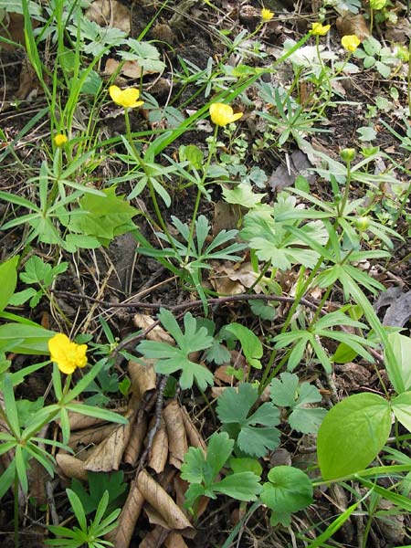 Ranunculus hevellus \ Rathenower Gold-Hahnenfu, D Thüringen Weimar, Belvedere 6.5.2013