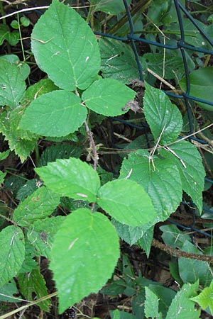 Rubus serie Glandulosi \ Gruppe Drsige Brombeeren / Group of Glandular Brambles, D Odenwald, Juhöhe 28.8.2013