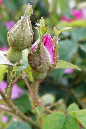 Rosa gallica \ Essig-Rose, Franzsische Rose / French Rose, Apothecary's Rose, D Eichstätt 17.6.2014