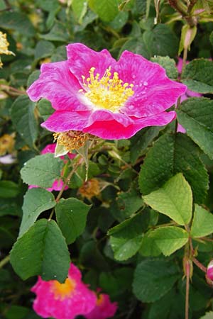 Rosa gallica \ Essig-Rose, Franzsische Rose, D Eichstätt 17.6.2014