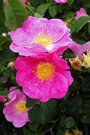 Rosa gallica \ Essig-Rose, Franzsische Rose / French Rose, Apothecary's Rose, D Eichstätt 17.6.2014