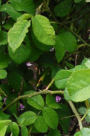 Rosa gallica \ Essig-Rose, Franzsische Rose / French Rose, Apothecary's Rose, D Eichstätt 17.6.2014