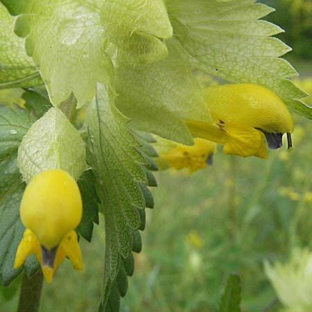 Rhinanthus serotinus \ Groer Klappertopf / Narrow-Leaved Yellow-Rattle, D Kehl 13.5.2006