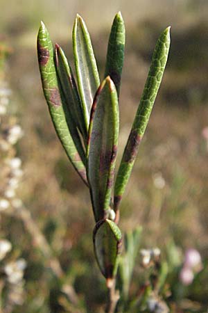 Andromeda polifolia \ Rosmarin-Heide, D Allgäu, Gebrazhofen 21.4.2007