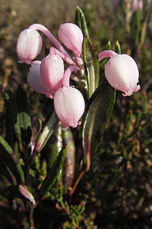 Andromeda polifolia \ Rosmarin-Heide / Bog Rosemary, D Allgäu, Gebrazhofen 21.4.2007