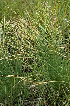 Trichophorum cespitosum subsp. cespitosum \ Gewhnliche Rasenbinse / Deer Grass, D Schwarzwald/Black-Forest, Feldberg 18.8.2007