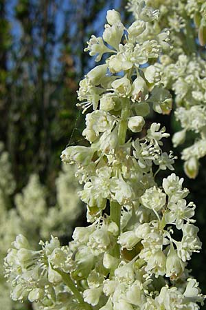 Rheum rhabarbarum \ Rhabarber, D Hirschberg 8.5.2008