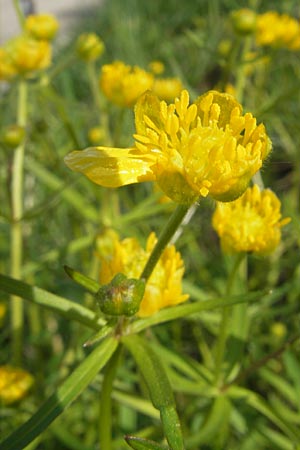 Ranunculus gratiosus \ Geflliger Gold-Hahnenfu / Pleasing Goldilocks, D Bruchsal-Heidelsheim 9.4.2011