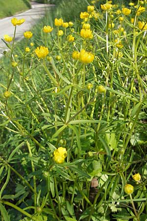 Ranunculus gratiosus \ Geflliger Gold-Hahnenfu / Pleasing Goldilocks, D Bruchsal-Heidelsheim 9.4.2011