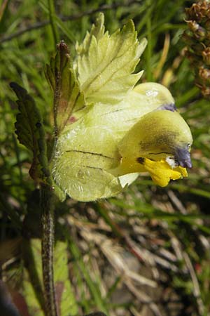 Rhinanthus alectorolophus \ Zottiger Klappertopf, D Oberstdorf 22.6.2011