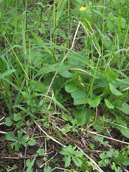 Ranunculus haasii \ Waldbewohnender Gold-Hahnenfu, D Wörth (Landkreis Erding) 6.5.2012
