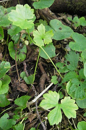 Ranunculus haasii \ Waldbewohnender Gold-Hahnenfu / Haas' Goldilocks, D Wörth (Landkreis Erding) 6.5.2012