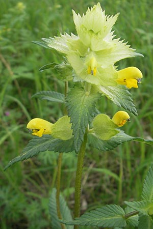 Rhinanthus serotinus \ Groer Klappertopf / Narrow-Leaved Yellow-Rattle, D Hemsbach 11.5.2012