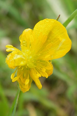 Ranunculus auricomus specD ? \ Gold-Hahnenfu / Goldilocks, D Gerolzhofen-Sulzheim 5.5.2013