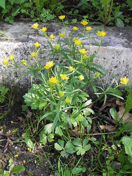 Ranunculus vertumnalis \ Wechselhafter Gold-Hahnenfu / Alternating Goldilocks, D Thüringen Weimar, Historischer Friedhof 6.5.2013