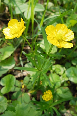 Ranunculus hevellus \ Rathenower Gold-Hahnenfu / Rathenow Goldilocks, D Thüringen Weimar, Belvedere 6.5.2013