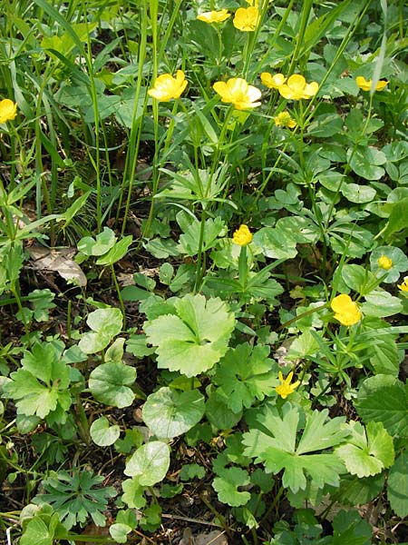 Ranunculus hevellus / Rathenow Goldilocks, D Thüringen Weimar, Belvedere 6.5.2013