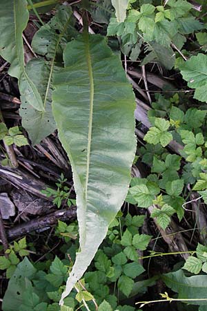 Rumex hydrolapathum \ Flu-Ampfer, Teich-Ampfer / Great Water Dock, D Mannheim 19.8.2013