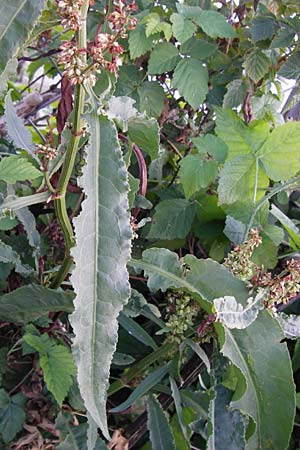 Rumex hydrolapathum \ Flu-Ampfer, Teich-Ampfer / Great Water Dock, D Mannheim 19.8.2013