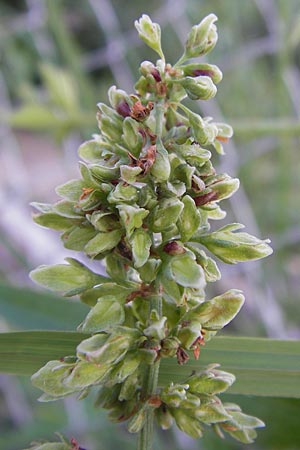 Rumex hydrolapathum / Great Water Dock, D Mannheim 19.8.2013