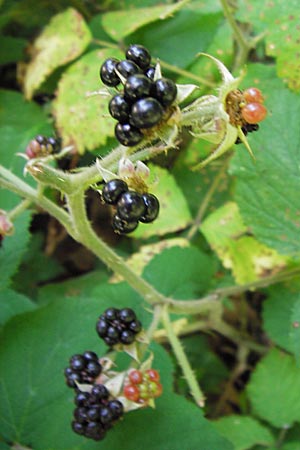 Rubus hirtus agg. \ Dunkeldrsige Brombeere / Rough Bramble, D Odenwald, Juhöhe 28.8.2013