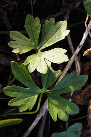 Ranunculus haasii \ Waldbewohnender Gold-Hahnenfu / Haas' Goldilocks, D Wörth (Landkreis Erding) 30.3.2014