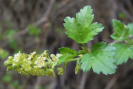 Ribes alpinum / Mountain Currant, D Botan. Gar.  Universit.  Heidelberg 17.3.2007