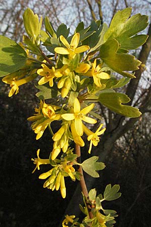 Ribes aureum / Golden Currant, D Neuleiningen 5.4.2007